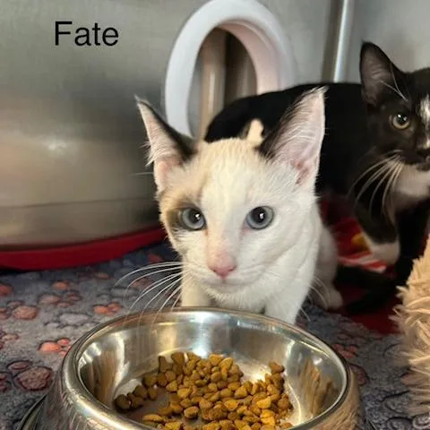 A baby small-sized male Domestic Short Hair cat named Fate for adoption in Knoxville, TN