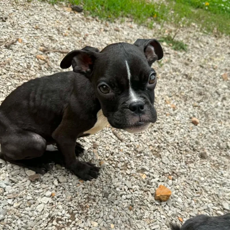 A young small-sized male Black English Bulldog dog named Simon for adoption in East Saint Louis, IL