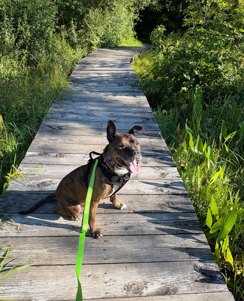 An adult medium-sized male Brindle Pit Bull Terrier dog named Lenny for adoption in Buffalo, NY