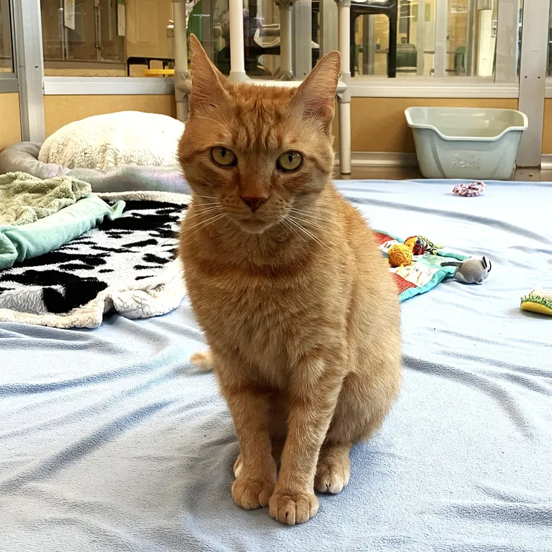 An adult medium-sized male Tabby (Orange / Red) Domestic Short Hair cat named Archie for adoption in Eatontown, NJ