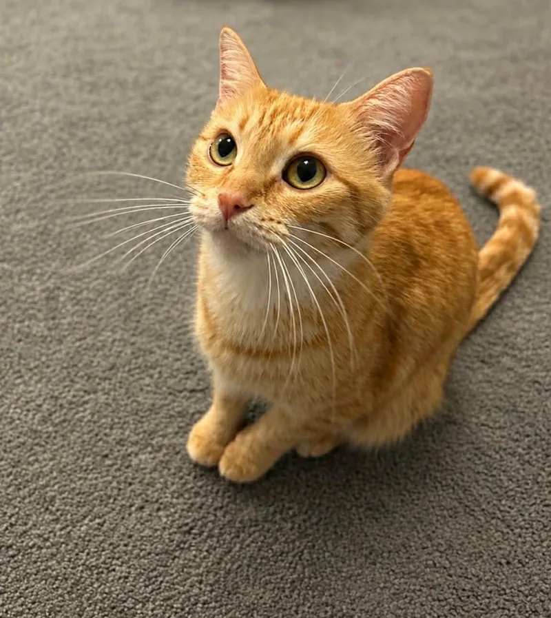 A young medium-sized female Orange & White Tabby cat named Goldie for adoption in Gulfport, MS
