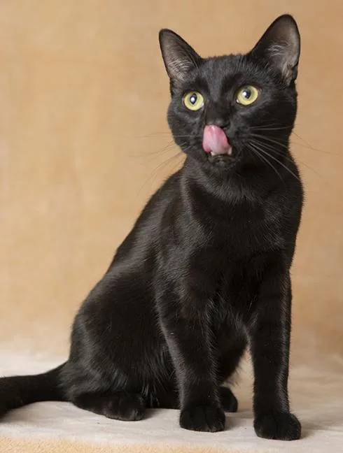 A young medium-sized male Black Domestic Short Hair cat named Louie for adoption in Chicago, IL
