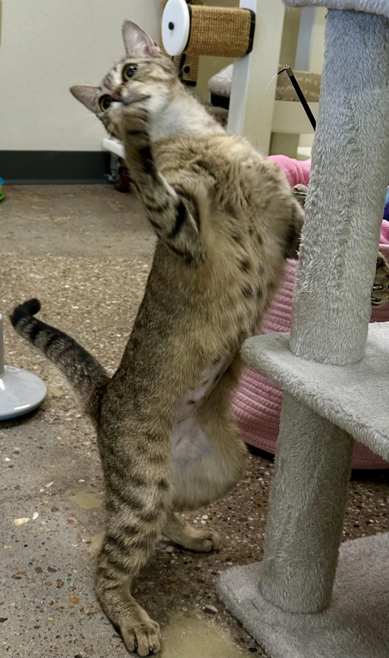 A baby medium-sized female Tabby (Brown / Chocolate) Abyssinian cat named Angela for adoption in Houston, TX