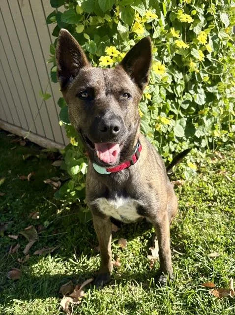 A young medium-sized female Dutch Shepherd dog named Sweet Girl for adoption in Mankato, MN