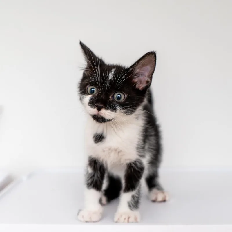 A baby small-sized female Black Domestic Short Hair cat named Petunia for adoption in New York, NY