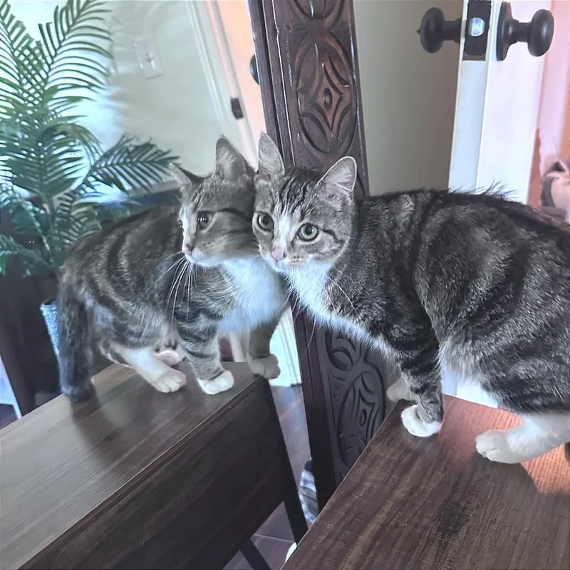 A young medium-sized female Domestic Short Hair cat named Macy for adoption in Cumming, GA