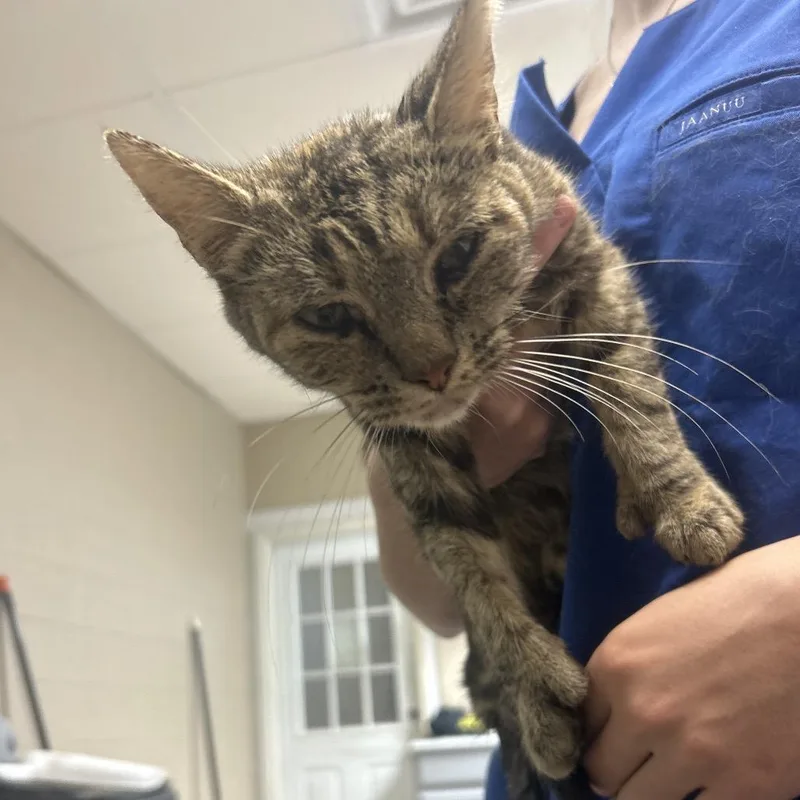 A senior small-sized female Torbie Domestic Short Hair cat named Lucy for adoption in Lewisburg, WV