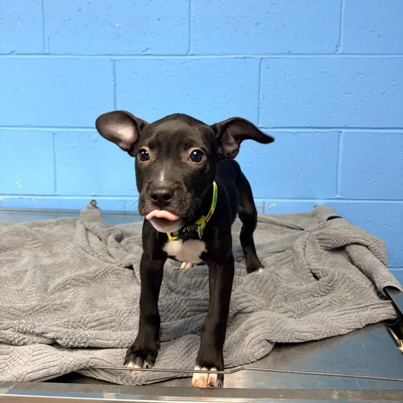 A baby small-sized female Black Pit Bull Terrier dog named Emma for adoption in Belleville, IL