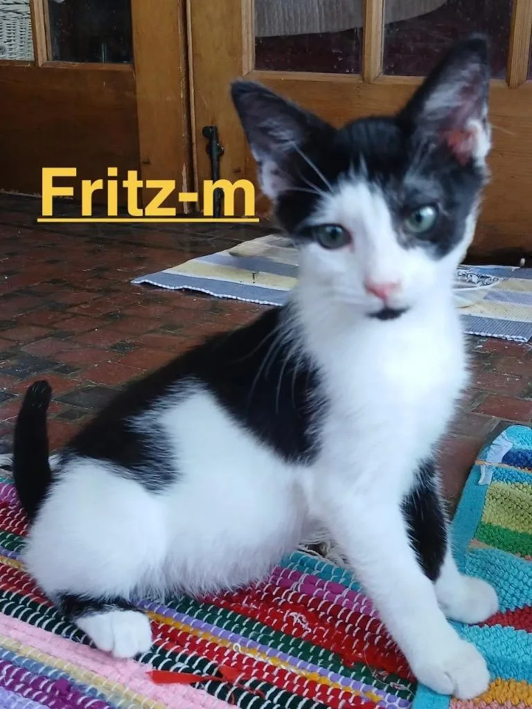 A baby small-sized male Tuxedo cat named Fritz for adoption in Brookhaven, MS