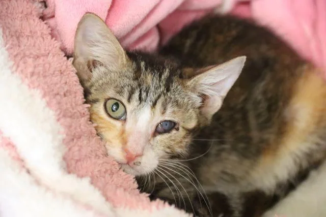 A baby small-sized female Domestic Short Hair cat named Pinky for adoption in Tucson, AZ