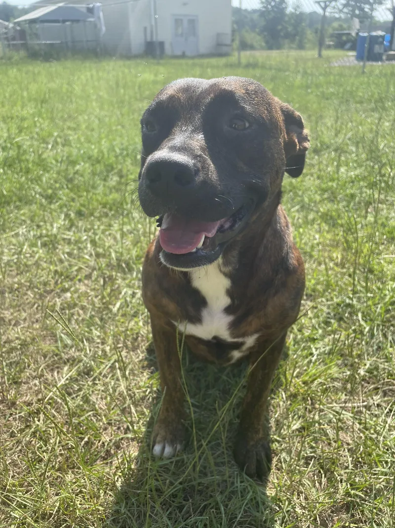 An adult medium-sized female American Staffordshire Terrier dog named Smudge for adoption in Manning, SC