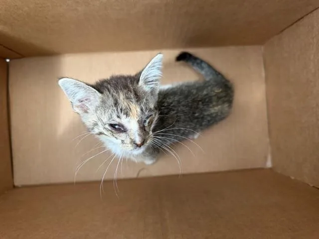 A baby medium-sized female Domestic Short Hair cat named Fudgsicle for adoption in Dallas, TX