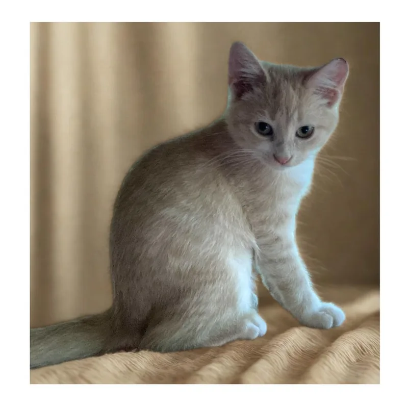 A baby medium-sized female Buff & White Domestic Short Hair cat named Butterbean for adoption in Charlotte, NC
