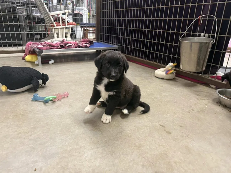 A baby medium-sized female Border Collie dog named Pineapple for adoption in Phoenix, AZ