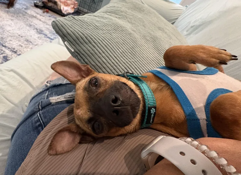An adult small-sized female Chihuahua dog named Missy for adoption in Hillsdale, NY
