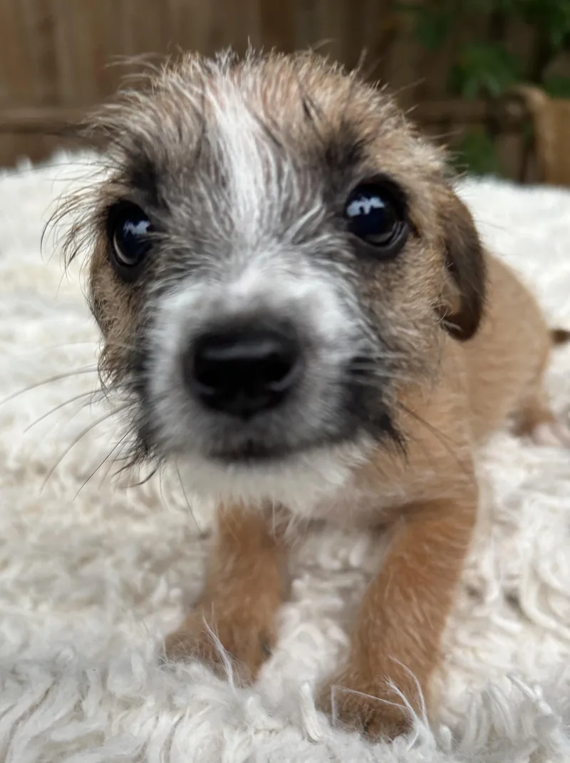 Scruffy Tiffany thumbnail 2