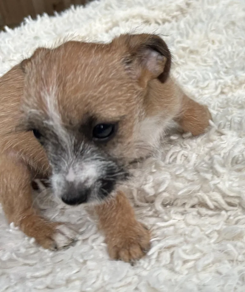 Scruffy Tiffany thumbnail 3
