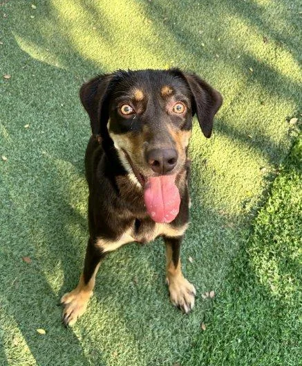 An adult medium-sized female Mixed Breed dog named Lotus for adoption in Raleigh, NC