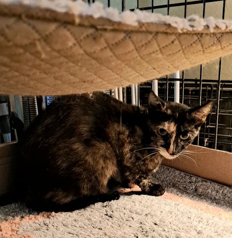 An adult medium-sized female Tortoiseshell cat named Lizzy for adoption in Riverside, CA