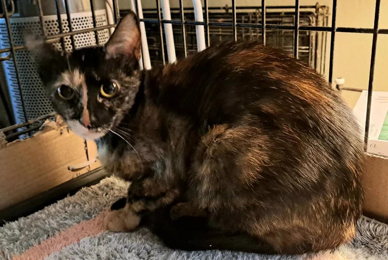 Lizzy thumbnail 3