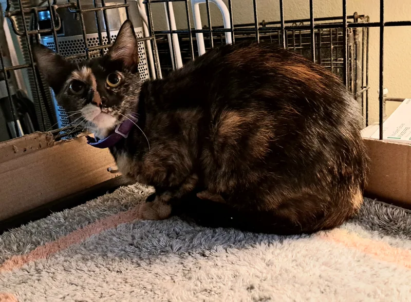 Lizzy thumbnail 4