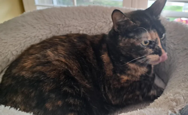 Lizzy thumbnail 5