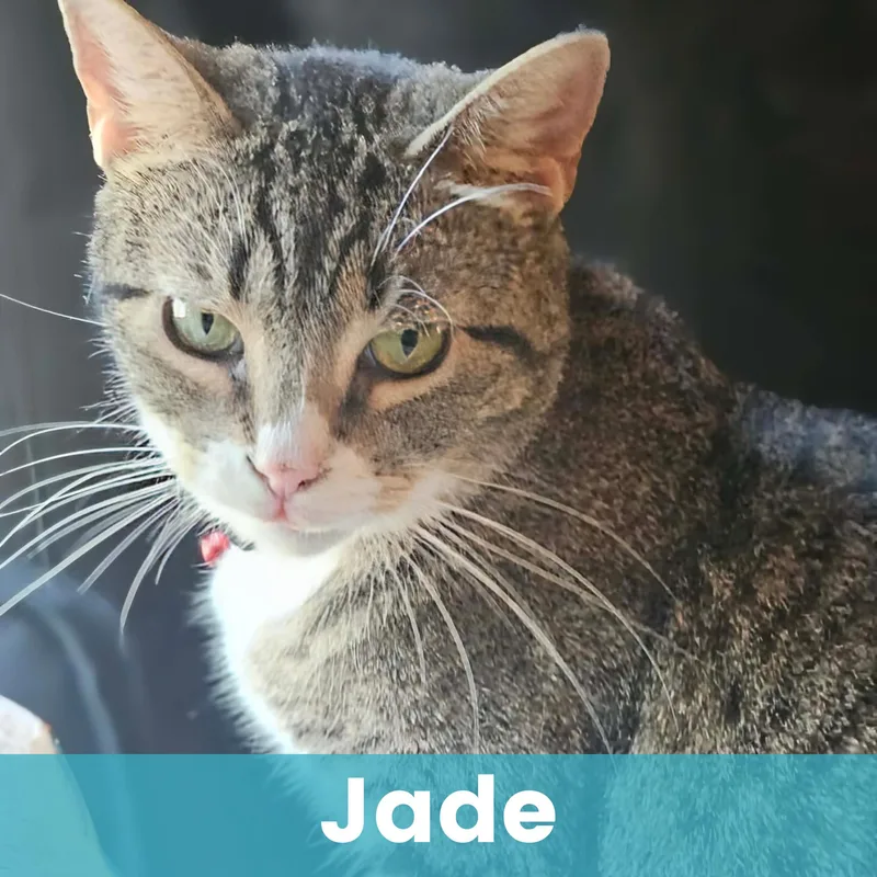 An adult medium-sized female Domestic Short Hair cat named Jade for adoption in Rochester , NY
