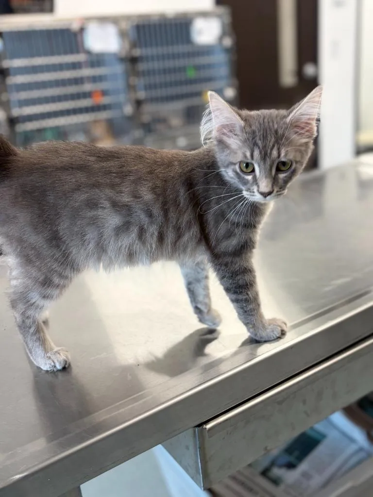 A baby medium-sized male Domestic Long Hair cat named Xavier for adoption in Portland, IN