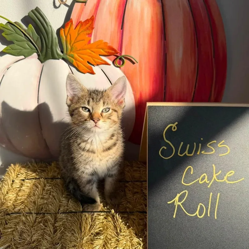 A baby small-sized male Brown / Chocolate Domestic Short Hair cat named Swiss Cake Roll for adoption in Carmel, IN