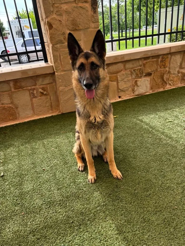 An adult large-sized male German Shepherd Dog dog named Kaiser for adoption in Seguin, TX