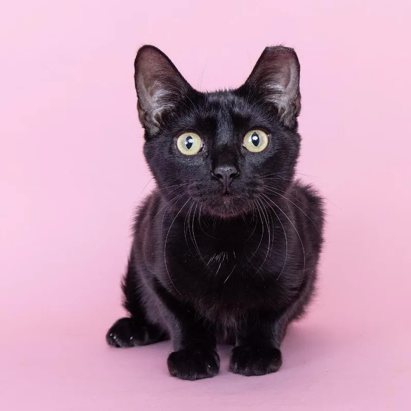 A young medium-sized male Black Domestic Short Hair cat named Robert for adoption in Franklin, TN