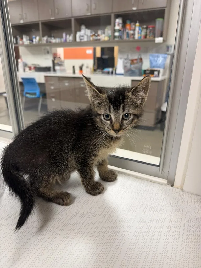 A baby large-sized male Domestic Short Hair cat named Payton for adoption in Greenfield, IN