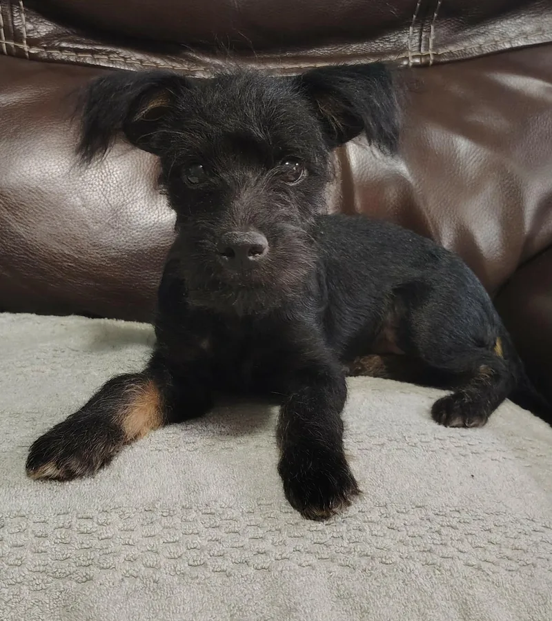 A baby small-sized male Miniature Schnauzer dog named Silas for adoption in Southlake, TX