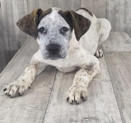 A baby medium-sized male Cattle Dog dog named Judd for adoption in Shreveport, LA