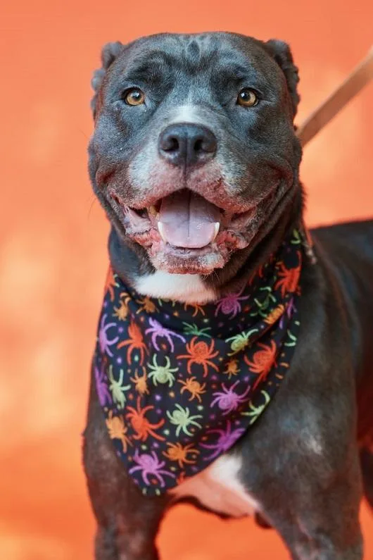 An adult medium-sized male Gray / Blue / Silver Terrier dog named Diesel for adoption in Pegram, TN