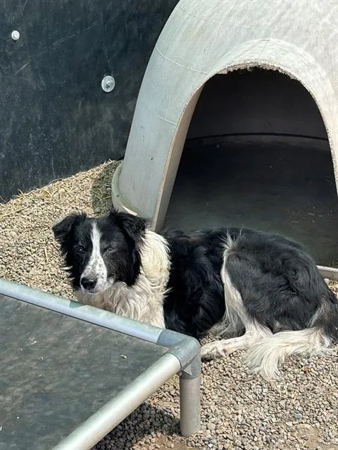 A senior medium-sized male Border Collie dog named Banjo for adoption in Frisco, CO