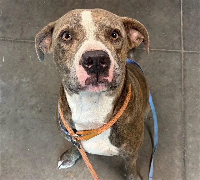 An adult large-sized male Boxer dog named Salem for adoption in Tavares, FL