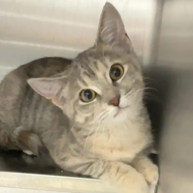 A baby small-sized female Gray / Blue / Silver Domestic Short Hair cat named Spitfire for adoption in Naperville, IL