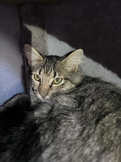 A baby small-sized male Domestic Medium Hair cat named Persian for adoption in Houston, TX