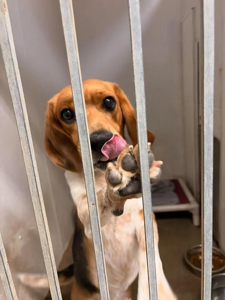An adult medium-sized male Beagle dog named Holmes for adoption in Greensburg, IN