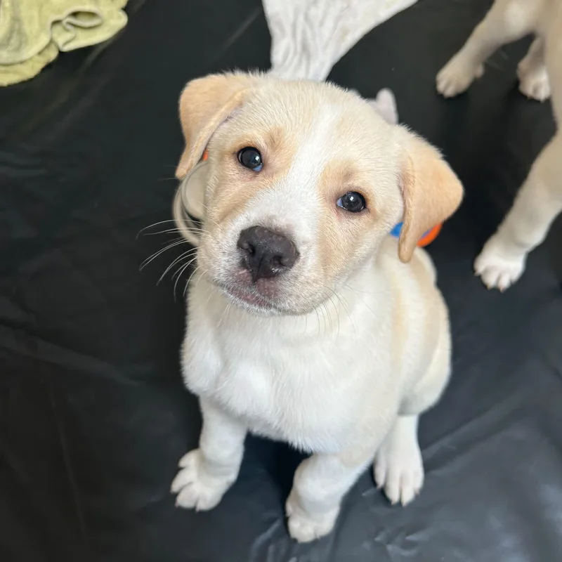 A baby large-sized male Great Pyrenees dog named Denali for adoption in Midland, MI