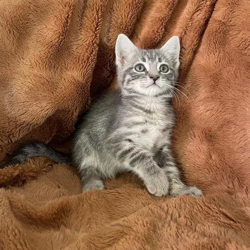 Gusta