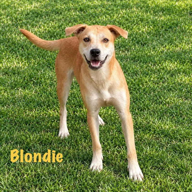 A young medium-sized female Apricot / Beige Yellow Labrador Retriever dog named Blondie for adoption in Senatobia, MS