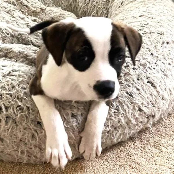 A baby medium-sized male White / Cream Hound dog named Waffles for adoption in Chantilly, VA