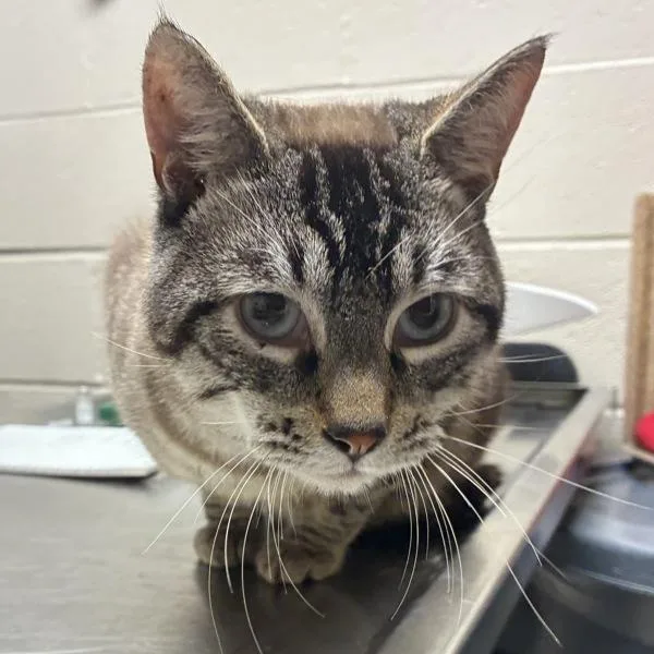 A senior large-sized male Siamese cat named Silver for adoption in Troutdale, OR