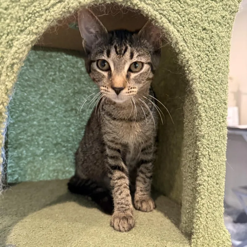 A baby small-sized female Brown / Chocolate Domestic Short Hair cat named Brooke for adoption in Abingdon, MD