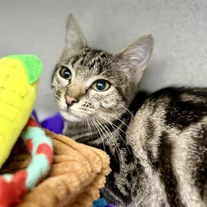 A baby small-sized female Brown / Chocolate Domestic Short Hair cat named Essie for adoption in Atlanta, GA