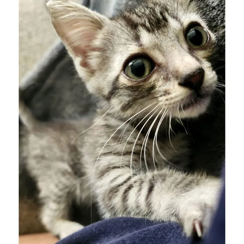 A baby small-sized male Gray / Blue / Silver Domestic Short Hair cat named Merlin for adoption in Austin, TX