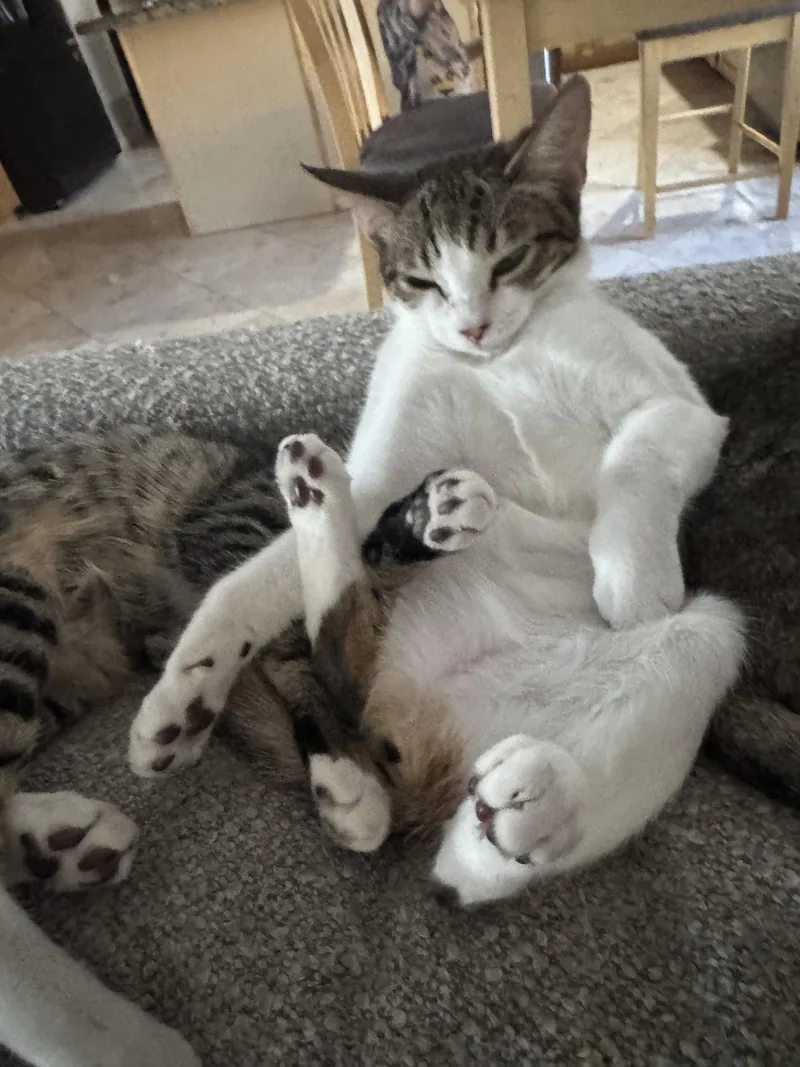 A young medium-sized female Domestic Short Hair cat named Jellybean for adoption in Chandler, AZ
