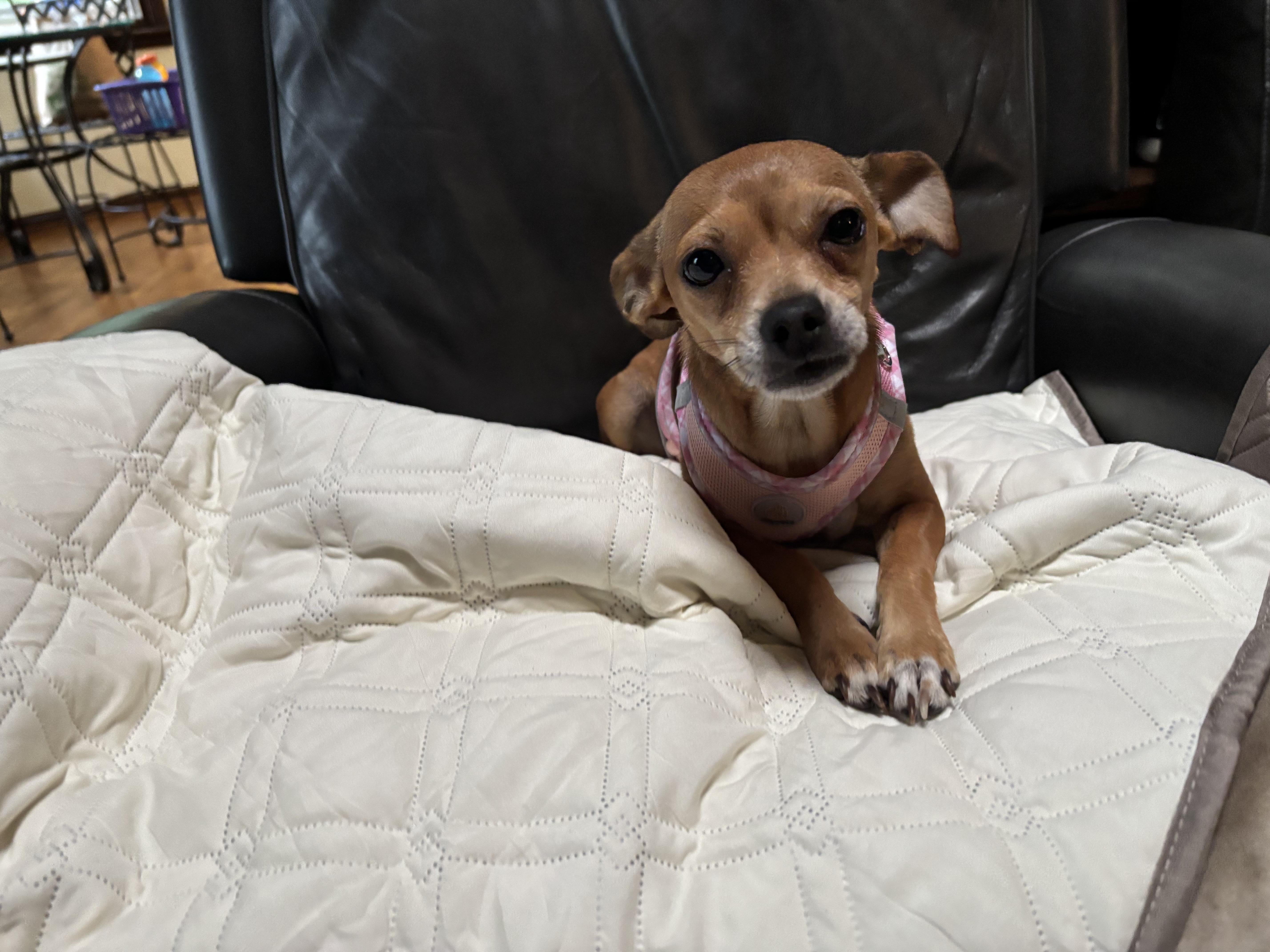 Daisy